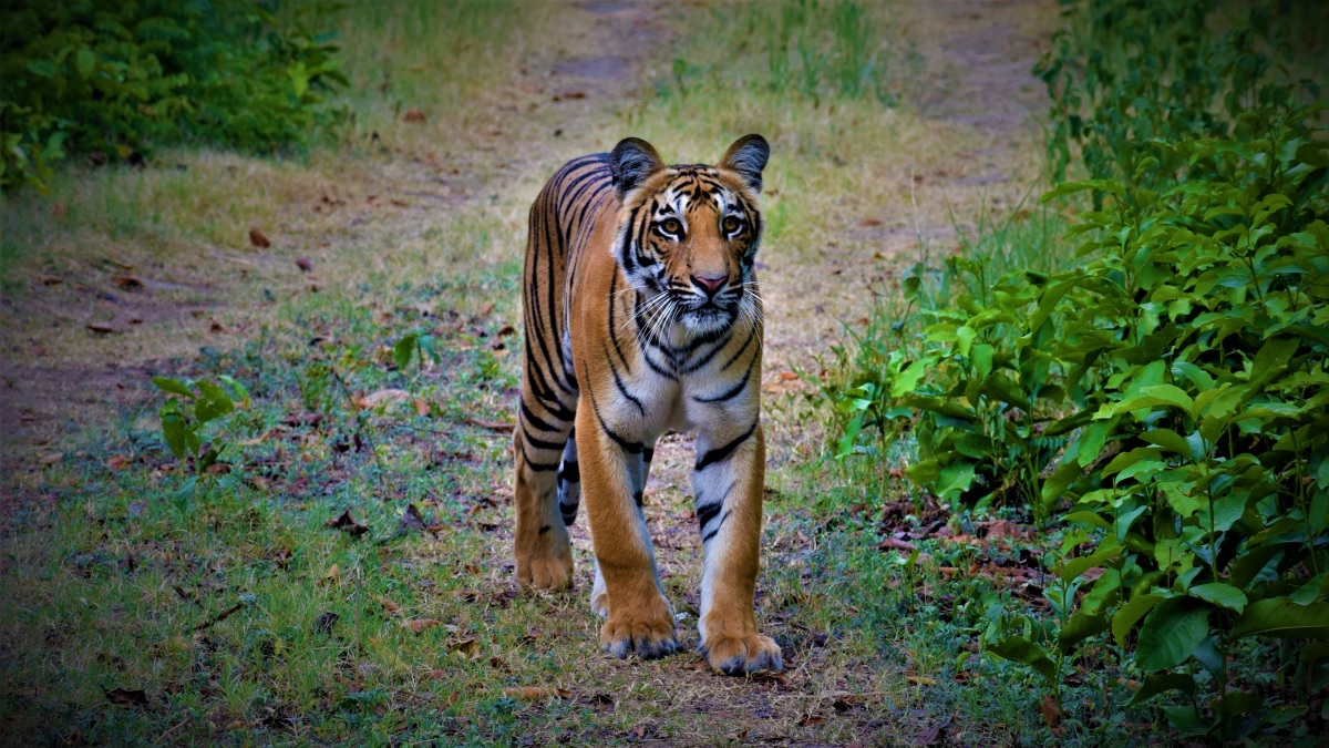 Dhikala Tiger Tour Safari
