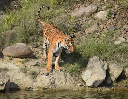 Tiger in Jim Corbett National Park