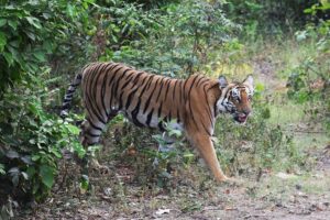 Visit Corbett Tiger Reserve