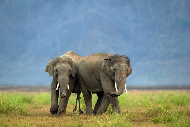 Elephants in Corbett National Park