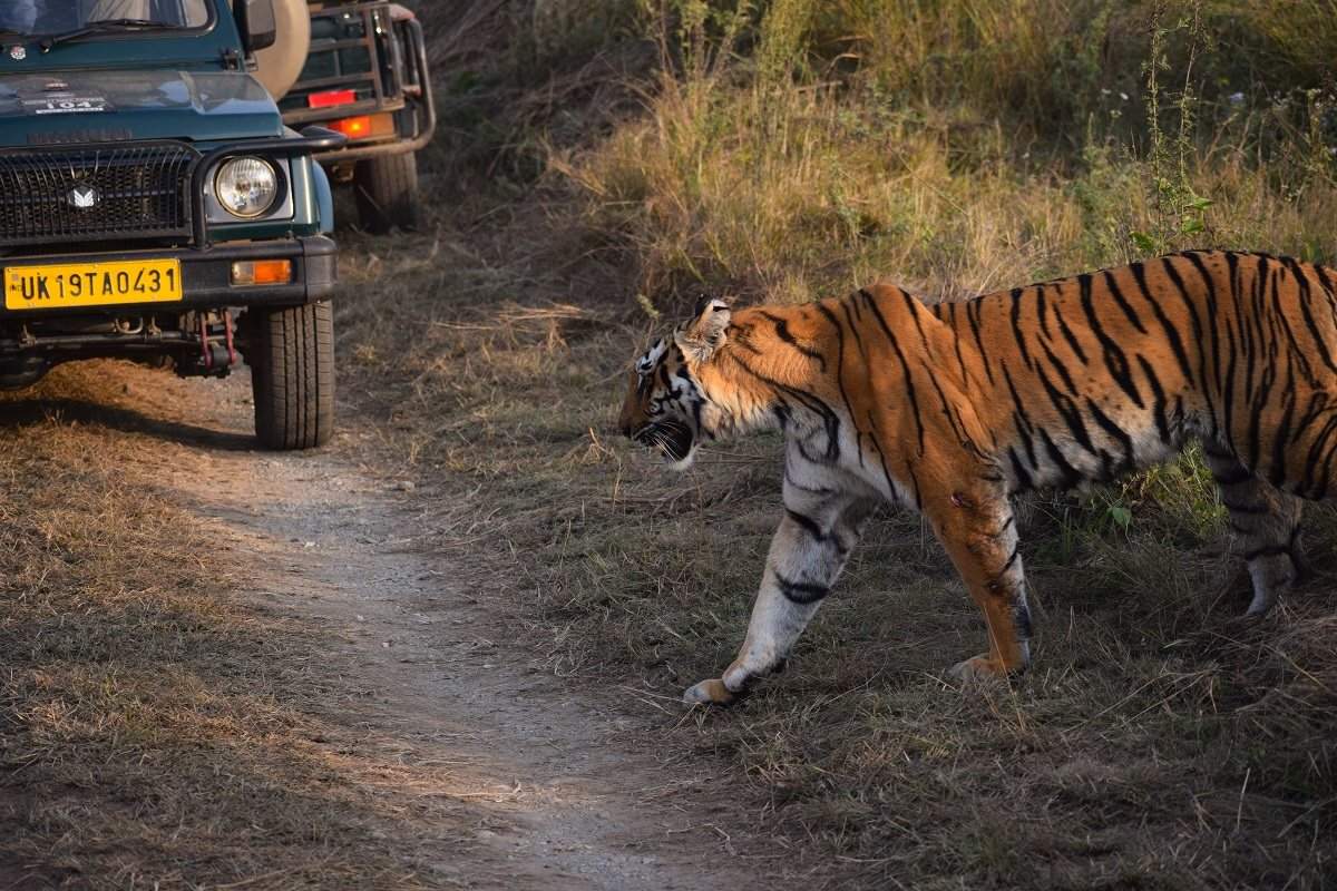 Things To Explore in Jim Corbett National Park, That Make It An Amazing Trip.￼